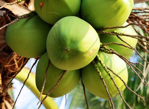 Limau Purut Dan Kelapa Muda Penawar Racun