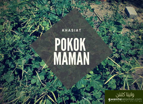 Khasiat Pokok Maman